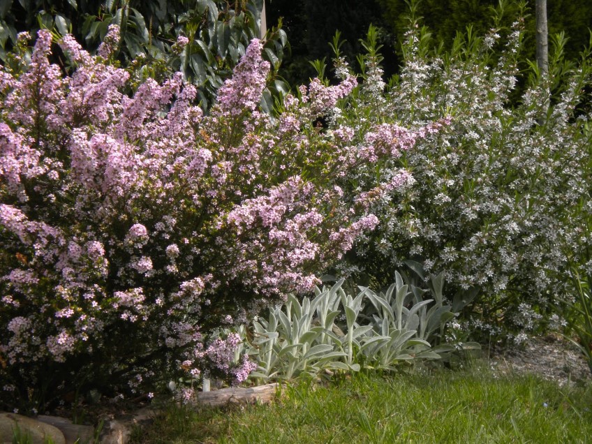 Pink Waxflower, Philotheca myoporoides (syn Eriostemon myoporoides)
