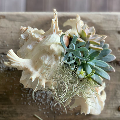 How to: create a shell garden