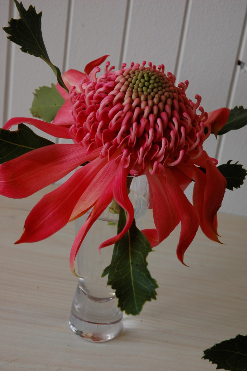 ​Pink Waratah