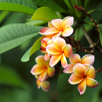 Know Your: Frangipani