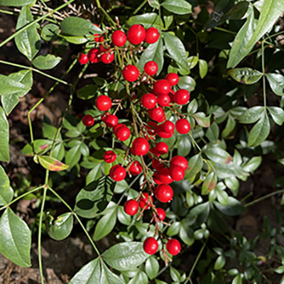 Heavenly bamboo (Nandina) beautiful but poisonous berries