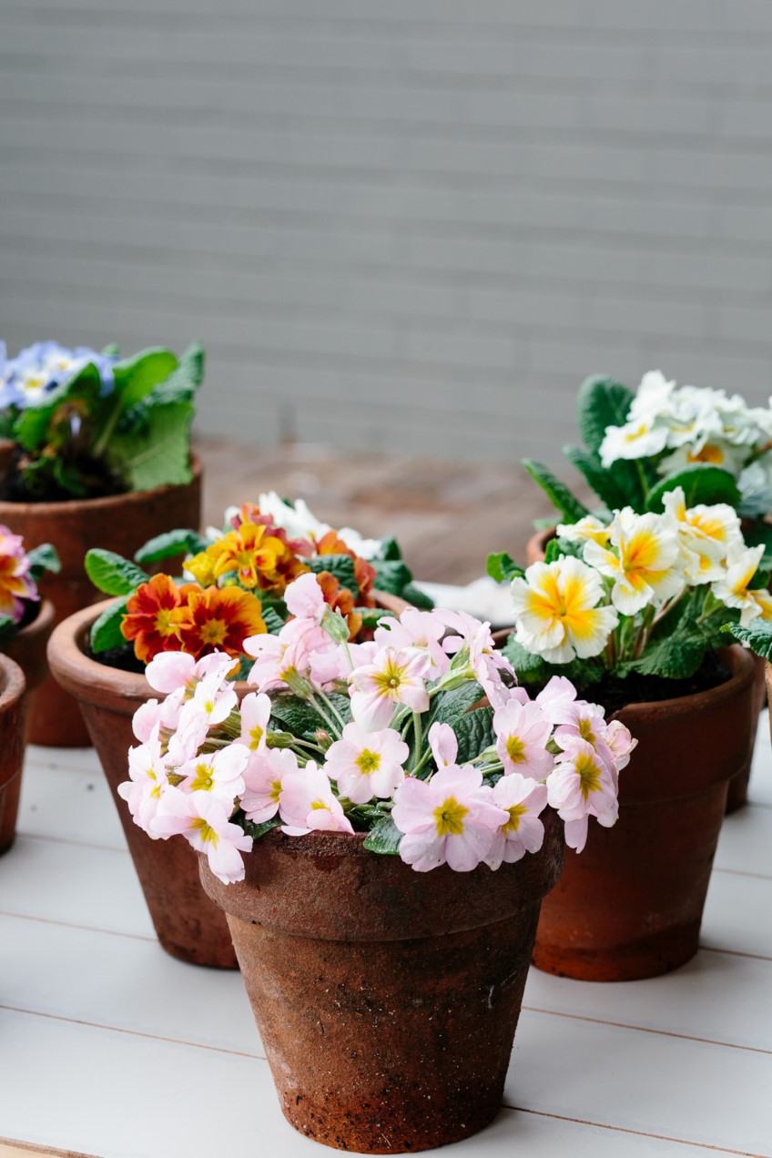 How to: grow polyanthus
