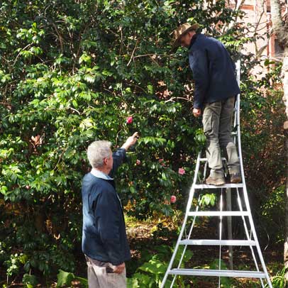 How to: prune a camellia