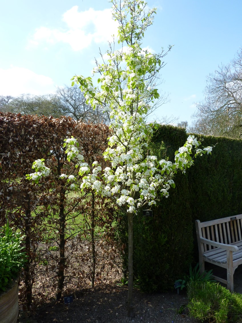 Ornamental Pear