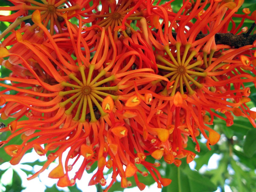 ​Queensland firewheel tree