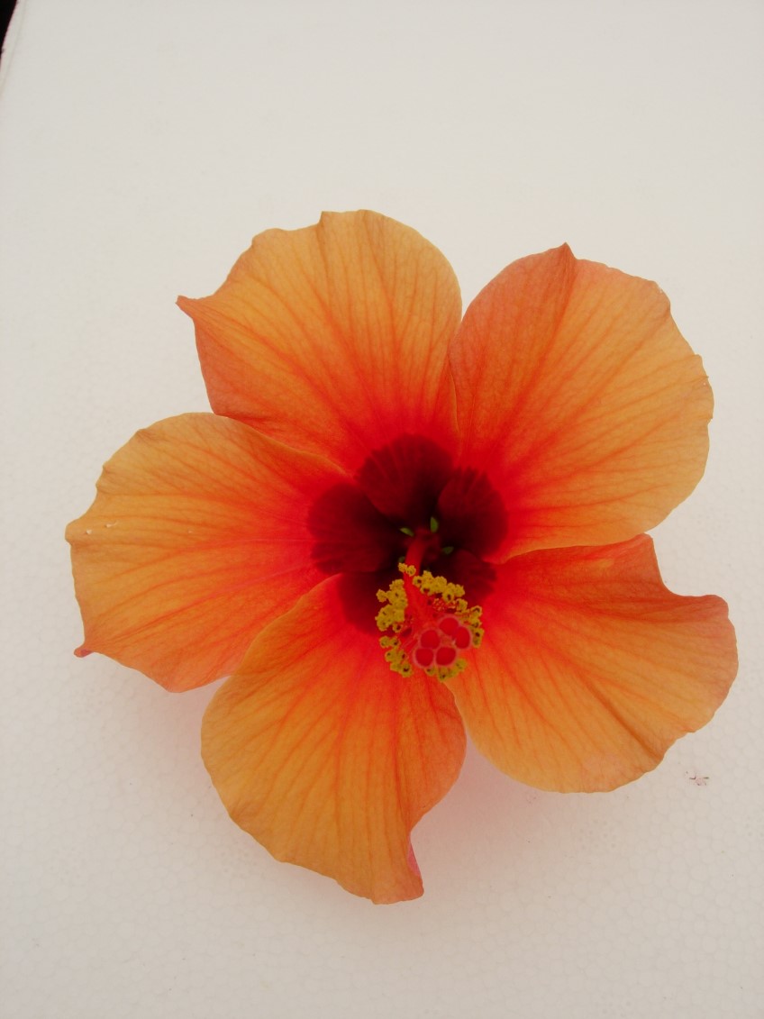 Potted: Hibiscus 'Breeze'