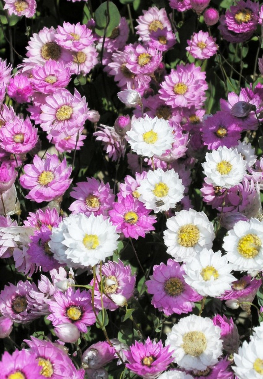 Paper Daisies: Annuals