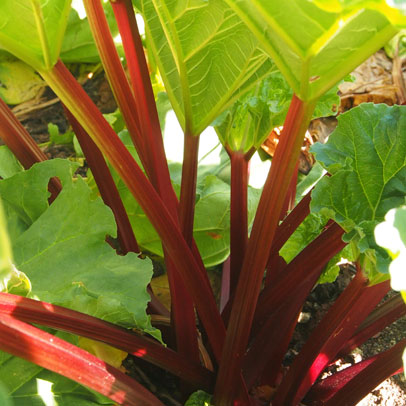 Kitchen garden: Rhubarb