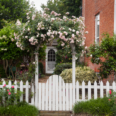 How to: fix your roses