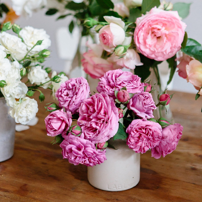 How to: Grow beautiful roses in subtropical climate