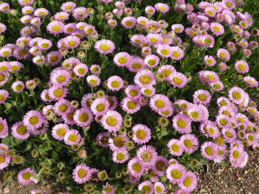 The Garden Clinic The Garden Clinic, Best Flowering Ground Cover Australia