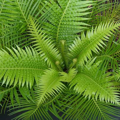 Know your: ferns