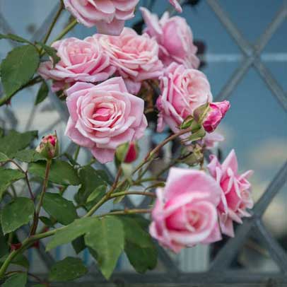 Five of the best: rose gardens