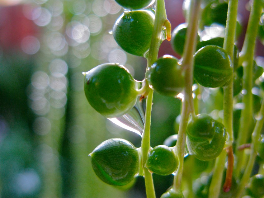 Potted: String of Pearls