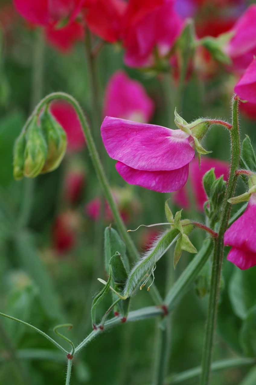 Potted: Sweetpeas