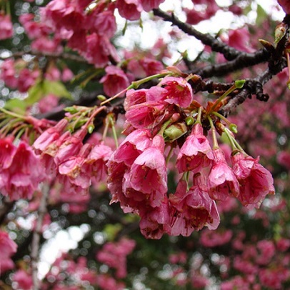 Taiwan Cherry Tree