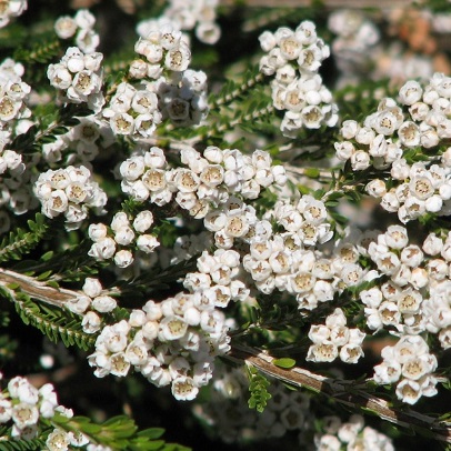 Payne's thryptomene