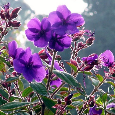 Tibouchina