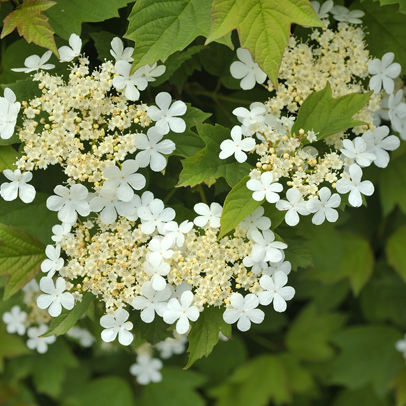 Know your: Spring flowering shrubs