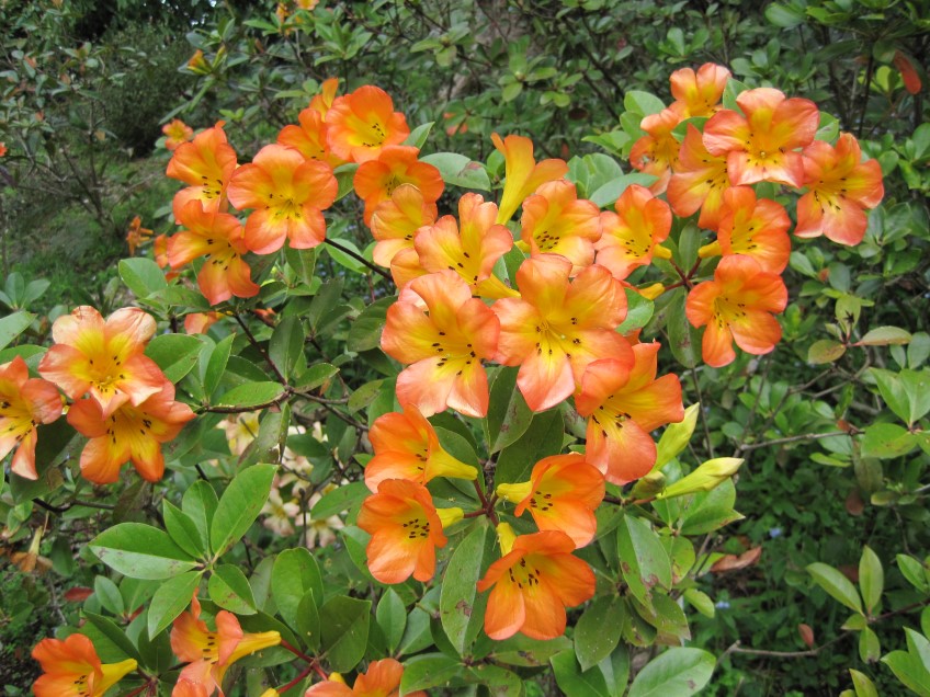 Tropical ​rhododendron, Vireya