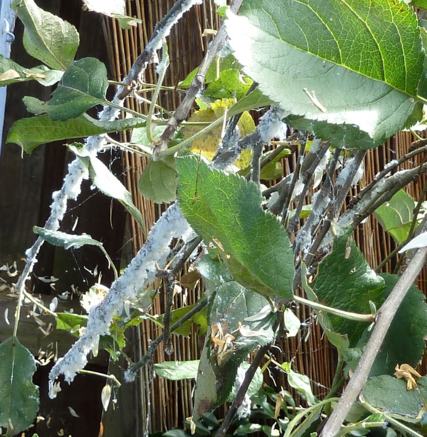 ​Bug Watch: Woolly aphids