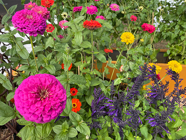 Spring Garden Class | Campbelltown