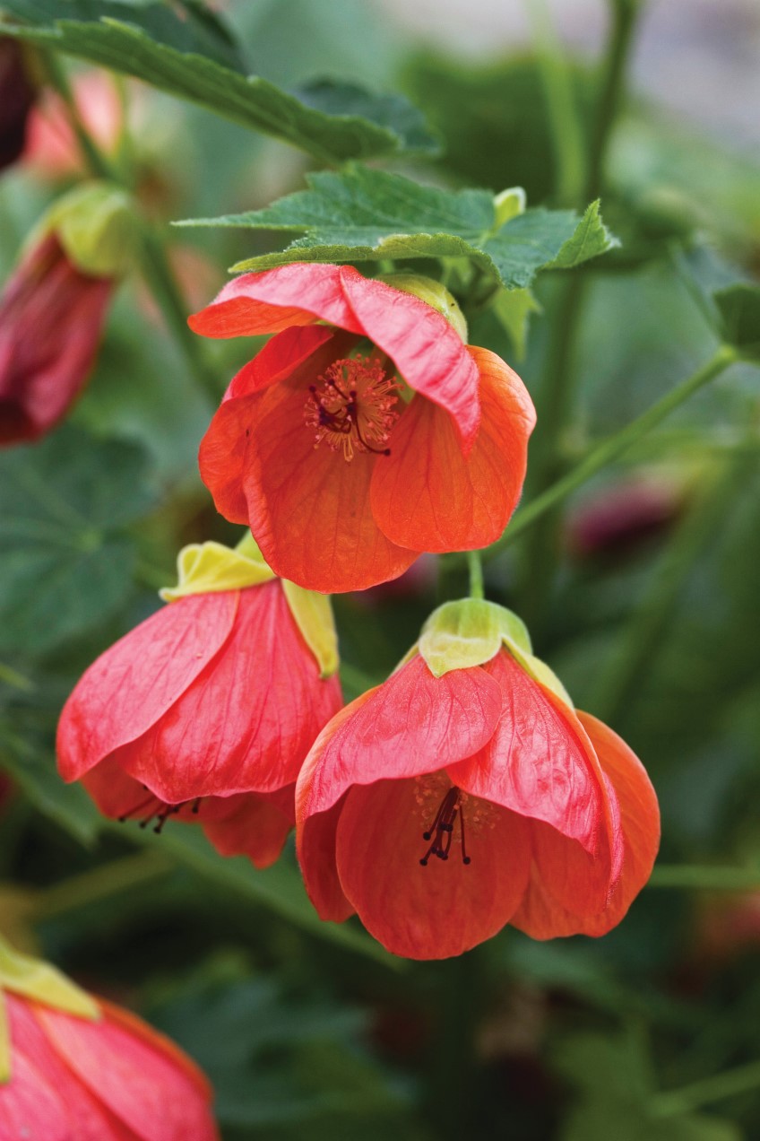 Chinese Lanterns, Abutilon