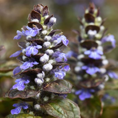 Ajuga