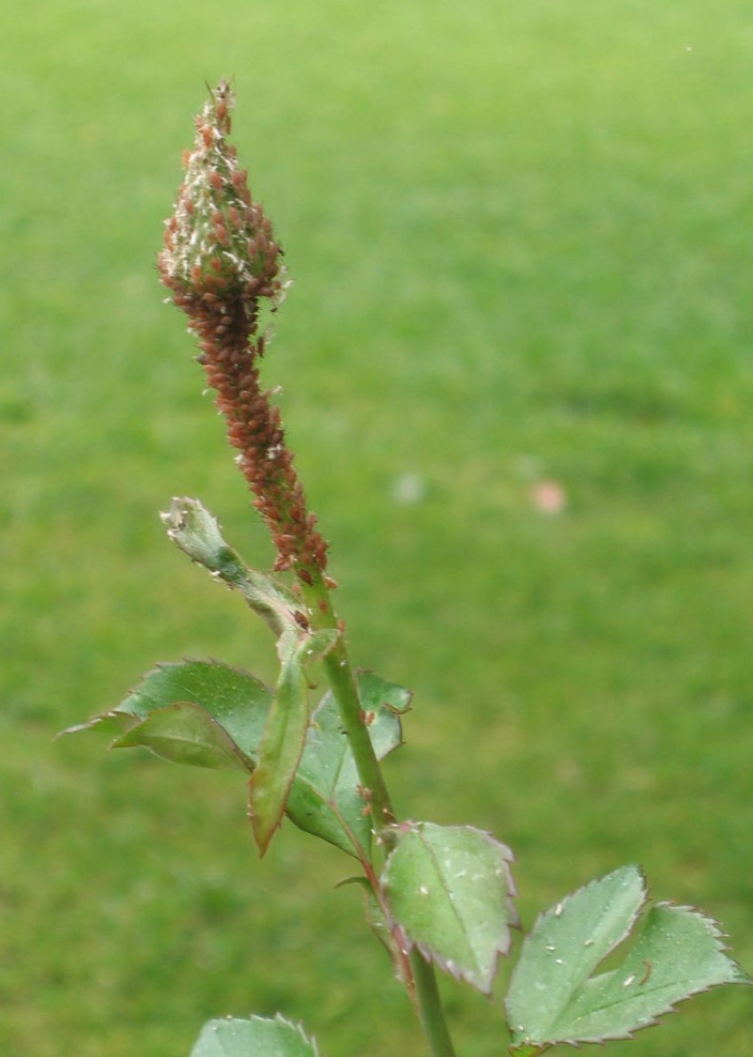 Bug Watch: Aphids