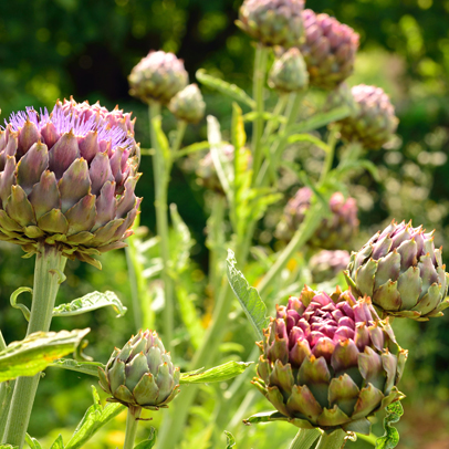 Kitchen garden Artichoke