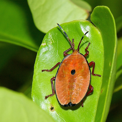 Bugwatch: Bronze Orange Bugs