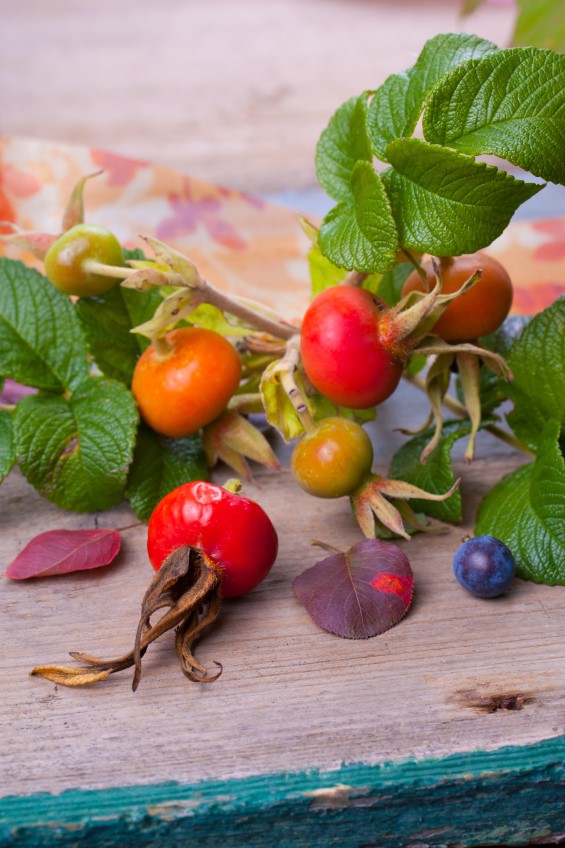 Rose Hips