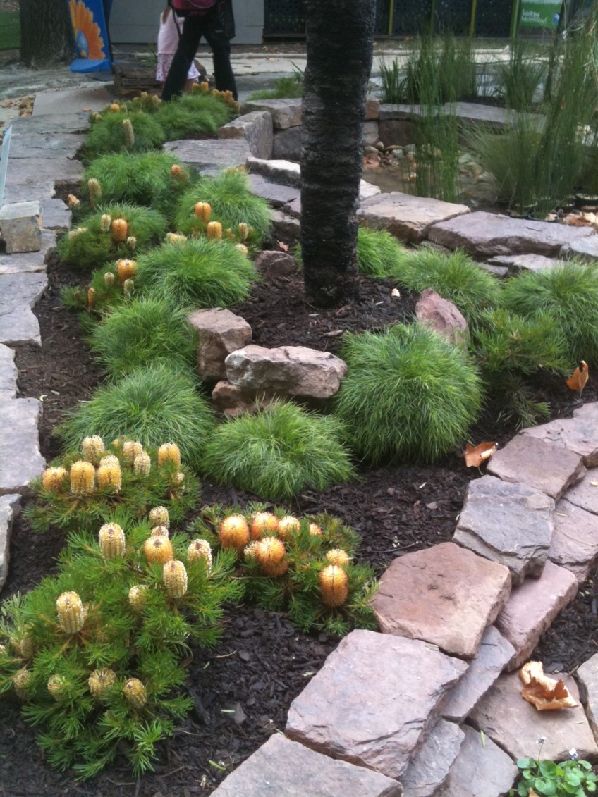 ​Banksia spinulosa 'Birthday Candles'