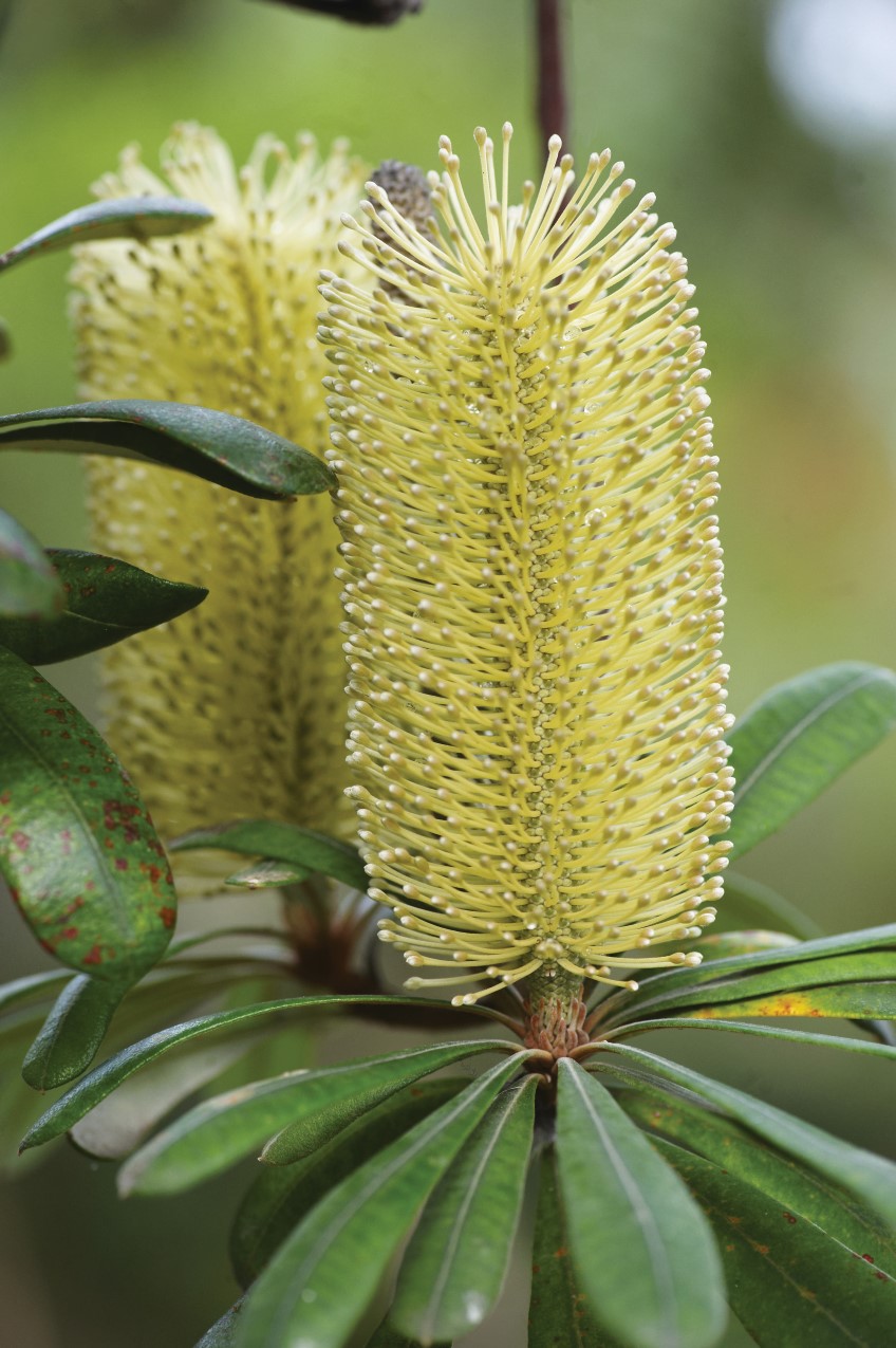 Banksia