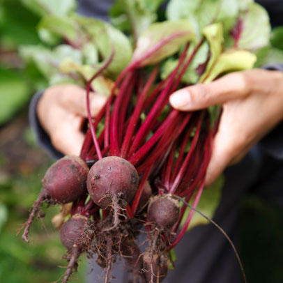 In the Temperate Kitchen Garden this autumn