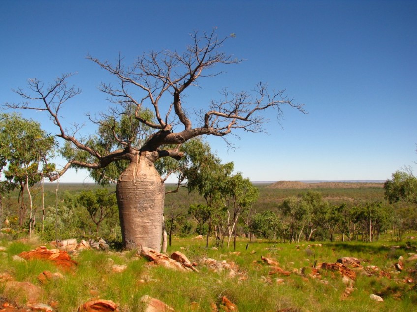 Boab Tree