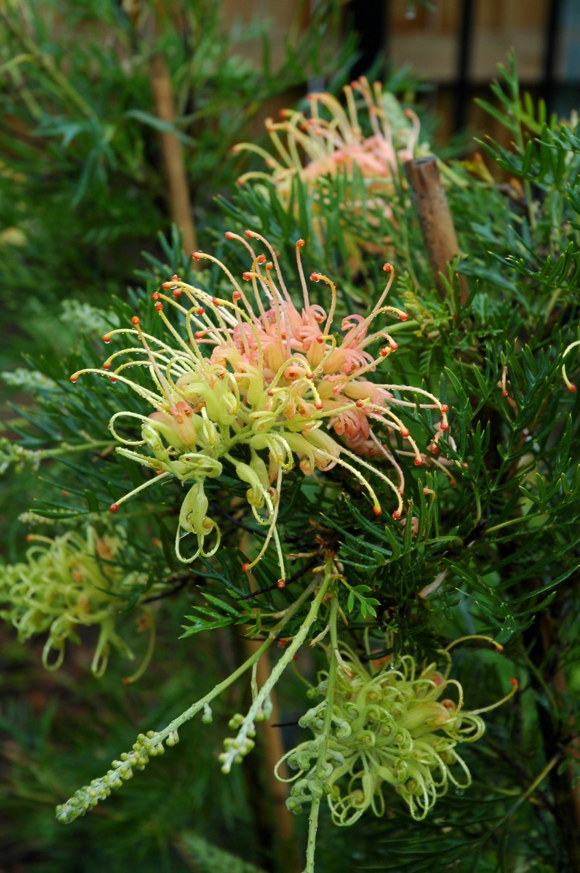 The List: Our 5 best native shrubs