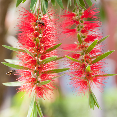 Star of the Season: Bottlebrush