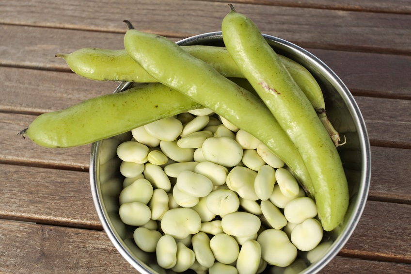 Broad Beans