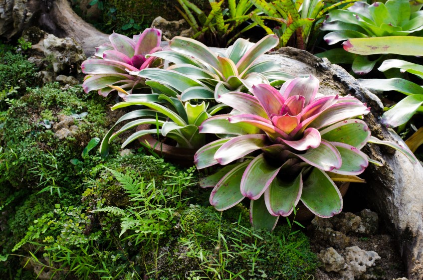 Bromeliads