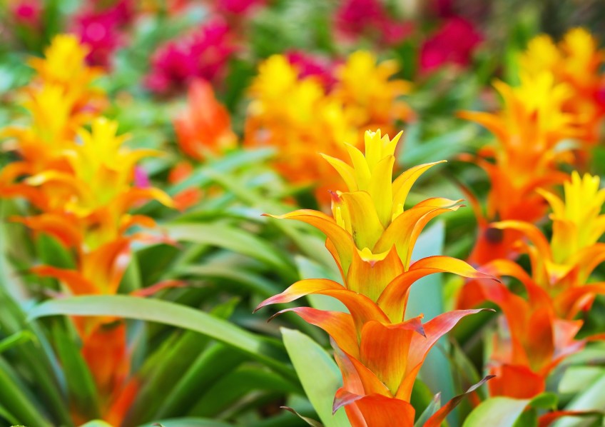 Bromeliads | The Garden Clinic