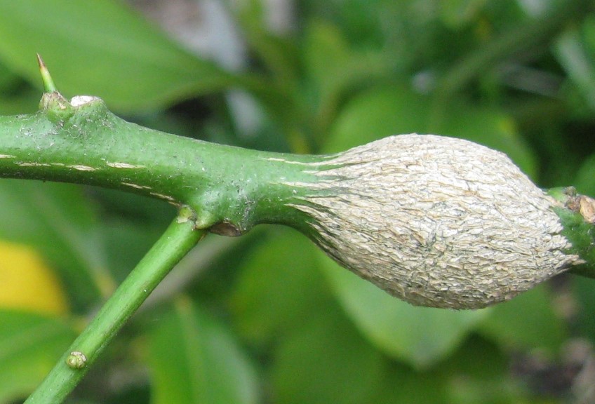 Bug Watch: Citrus gall wasp