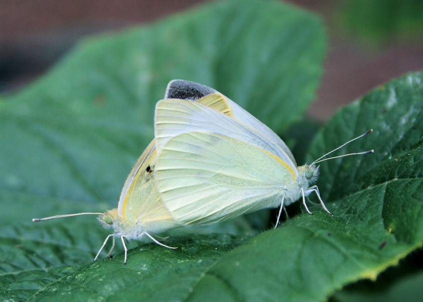 Bug Watch: Cabbage Moth