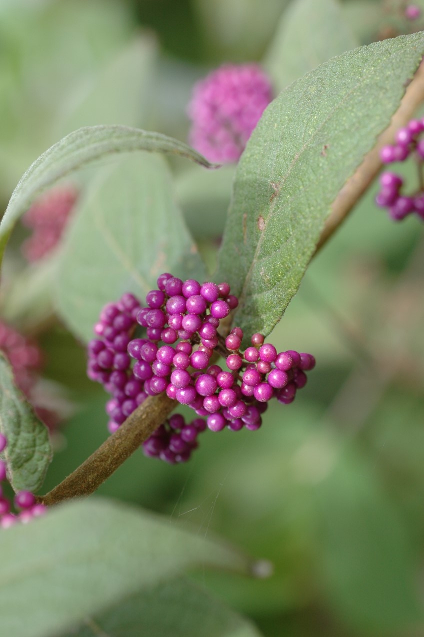 Beauty Bush