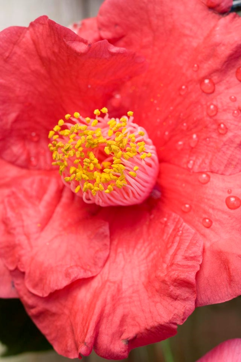 Camellia reticulata favourites