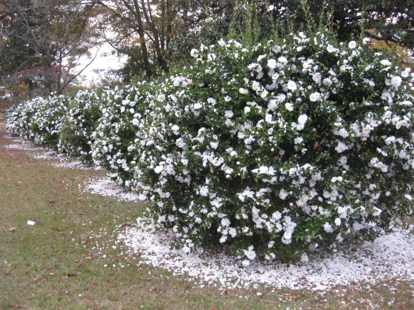 Camellia sasanqua