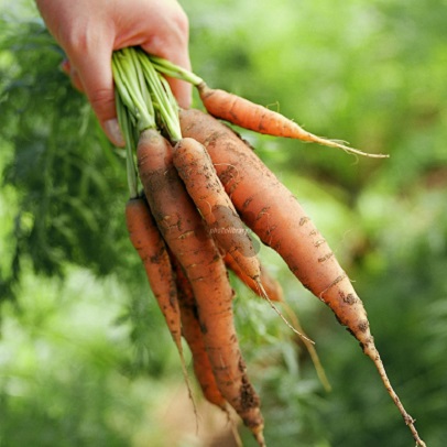 Carrots