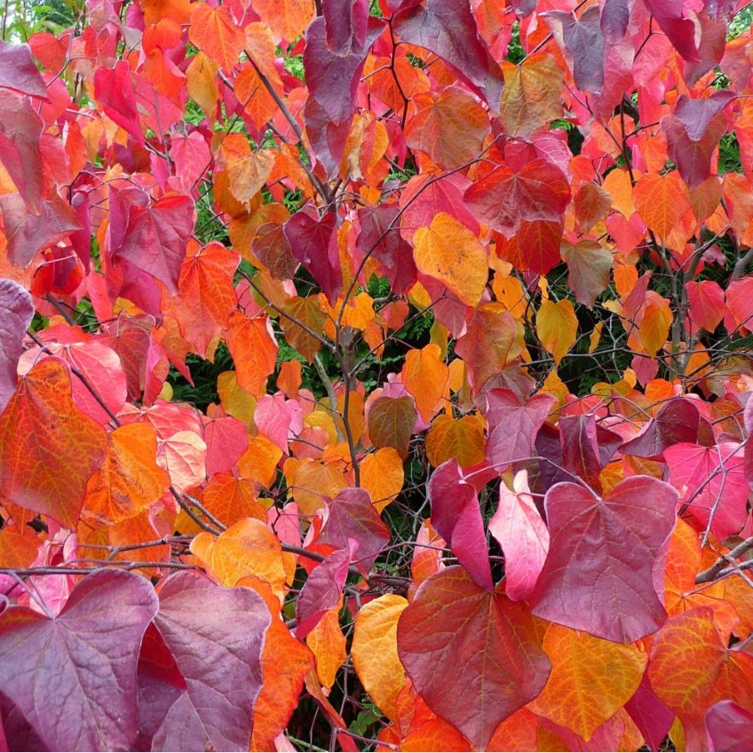 Cercis canadensis ‘Forest Pansy’