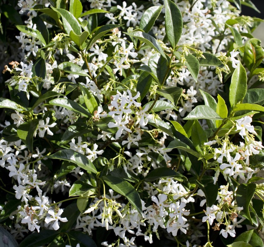 The Garden Clinic, Fragrant White Flowers For Garden