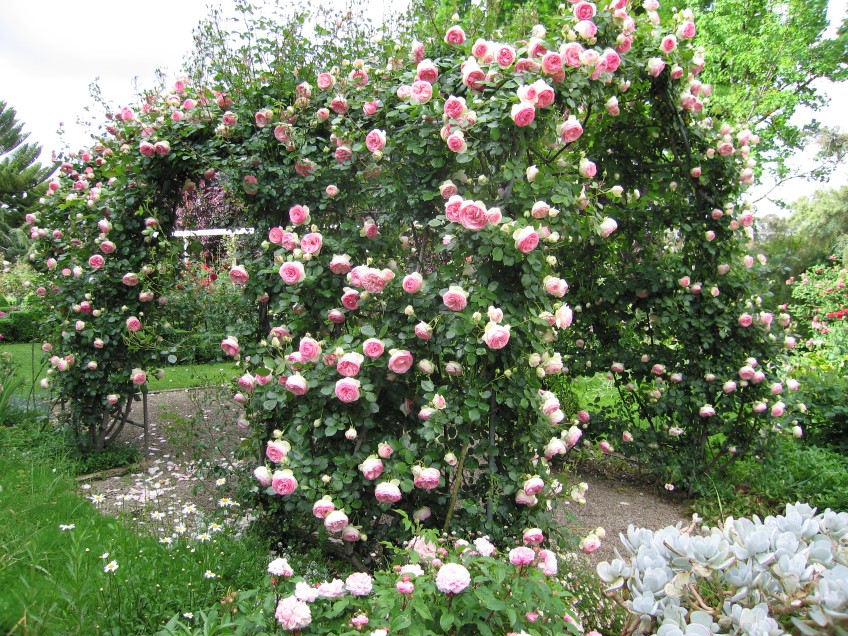 Climbing Roses